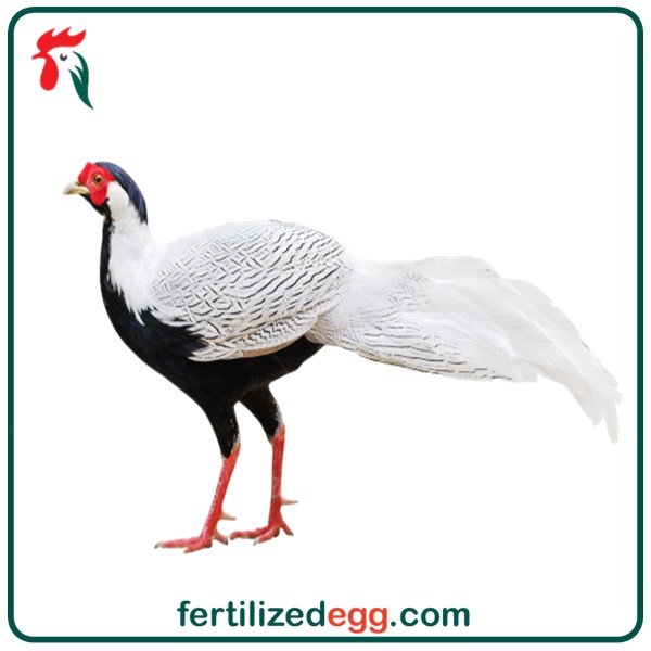 تخم نطفه دار قرقاول سیلور 